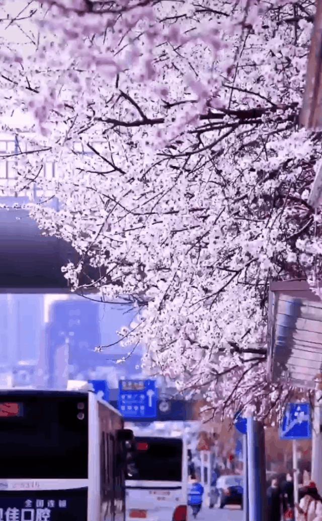 这些特大城市里，这个北方海边城市真的挺“大”