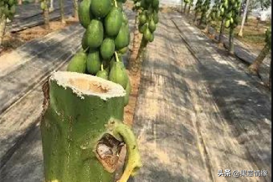 水果食用基础知识,水果数据库基础知识