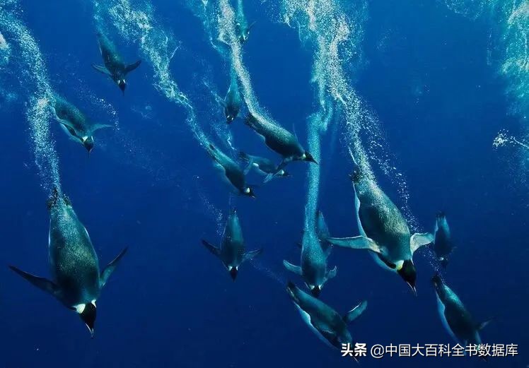 为什么企鹅摇摇摆摆走路,企鹅两条腿走路进化史