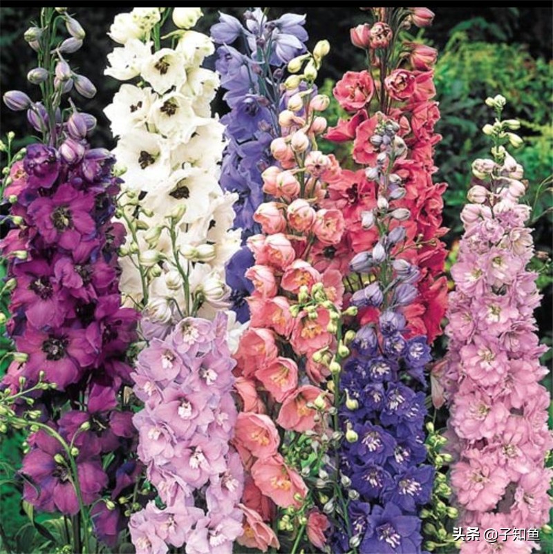 特立独行却不反感的星座女,天生傲骨不受别人控制的三大星座