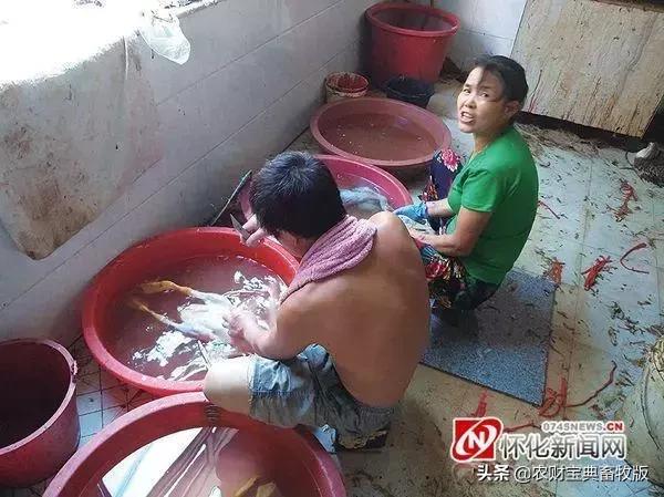 鸡鸭鹅苗价格,鸡鸭鹅热卖