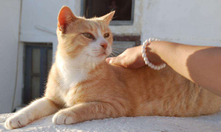 猫咪食欲不振怎么办豆瓣,猫咪食欲不振越来越瘦吃什么药