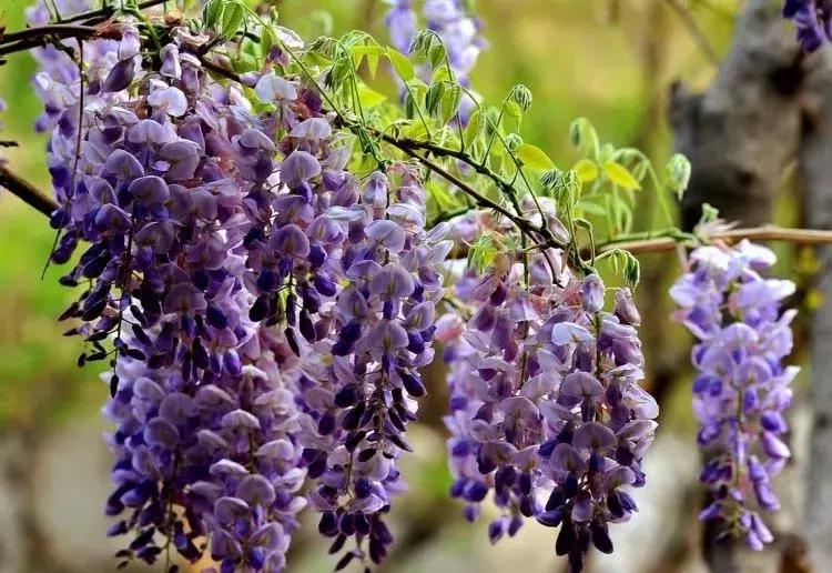 百花图谱大全100幅,工笔百花图谱100种