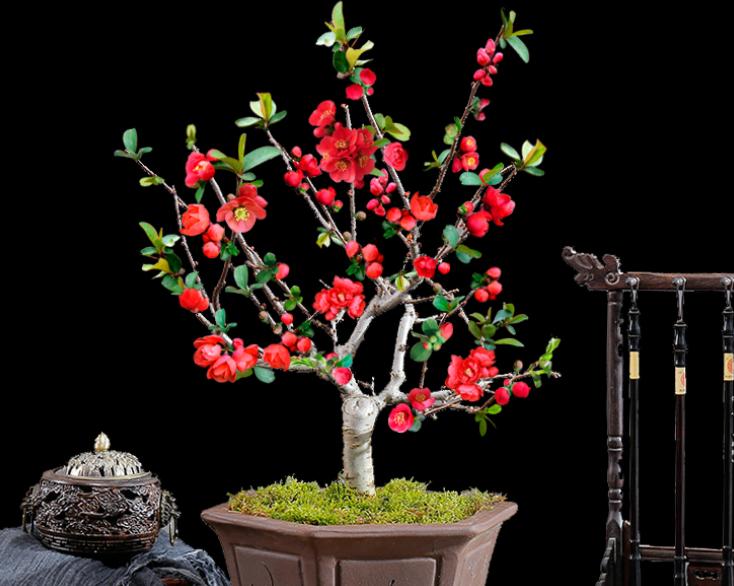 此花号称红宝石,此花美艳动人代表什么