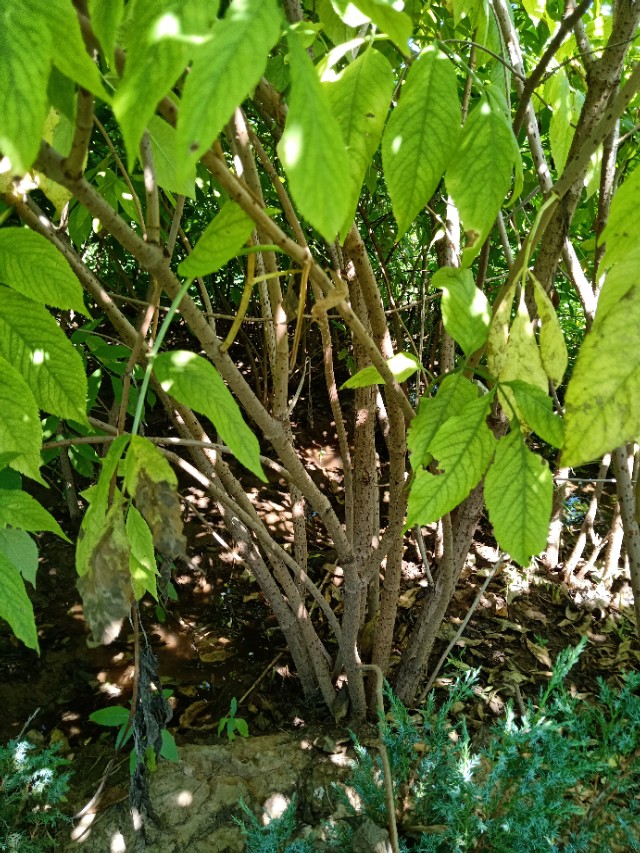 代购代销各种苗木花卉,代销苗木挂账