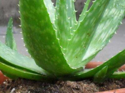 芦荟烂根怎么办,芦荟烂根怎么办补救方法