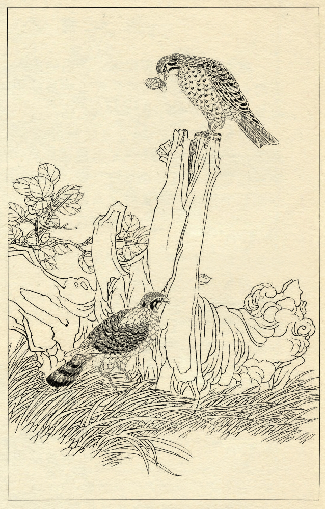 鹰的工笔底稿白描大图,白描鹰的画法图片