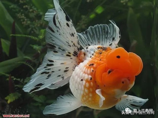 国宝级皇冠珍珠金鱼视频,皇冠珍珠金鱼视频