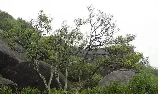 据说这是最贵的十款茶,你知道全球最贵的十种茶吗