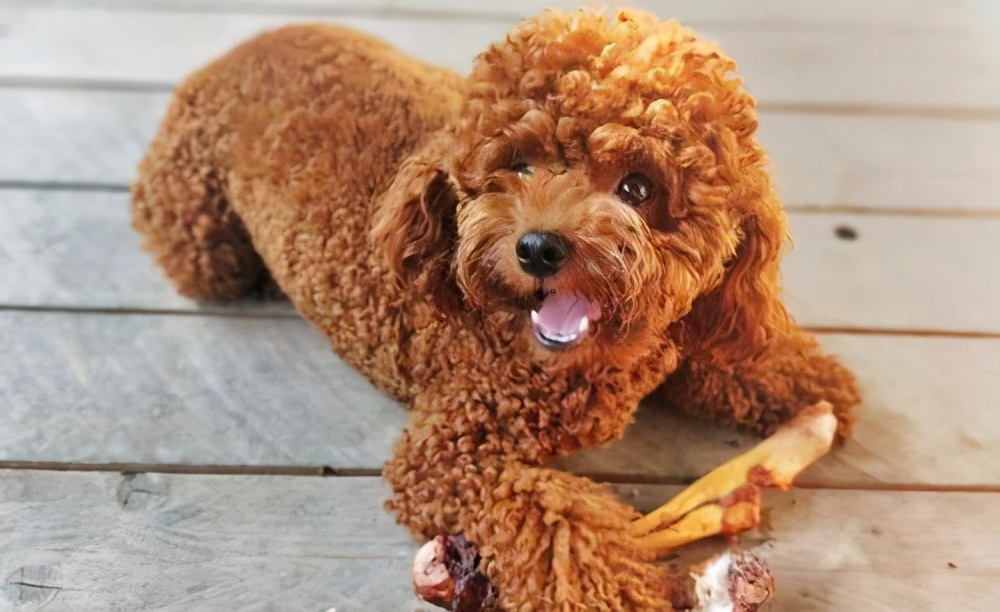 对泰迪犬的态度有哪些表现,泰迪犬若有这4个行为