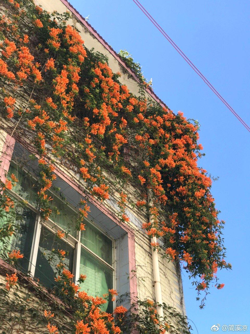 被大理丽江掩盖风头又怎样？它才是云南No.1！5月它太美了