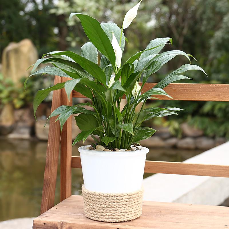 新房装修甲醛含量高的四种材料,室内去甲醛植物哪一种好