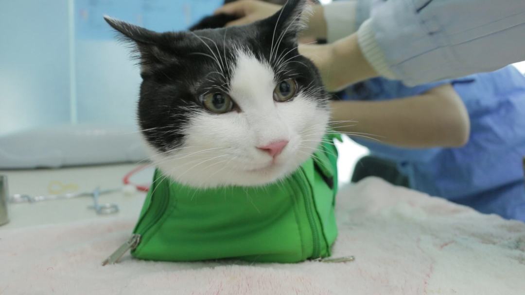 猫咪子宫蓄脓绝育前怎么预防,猫咪长期未受孕会怎样