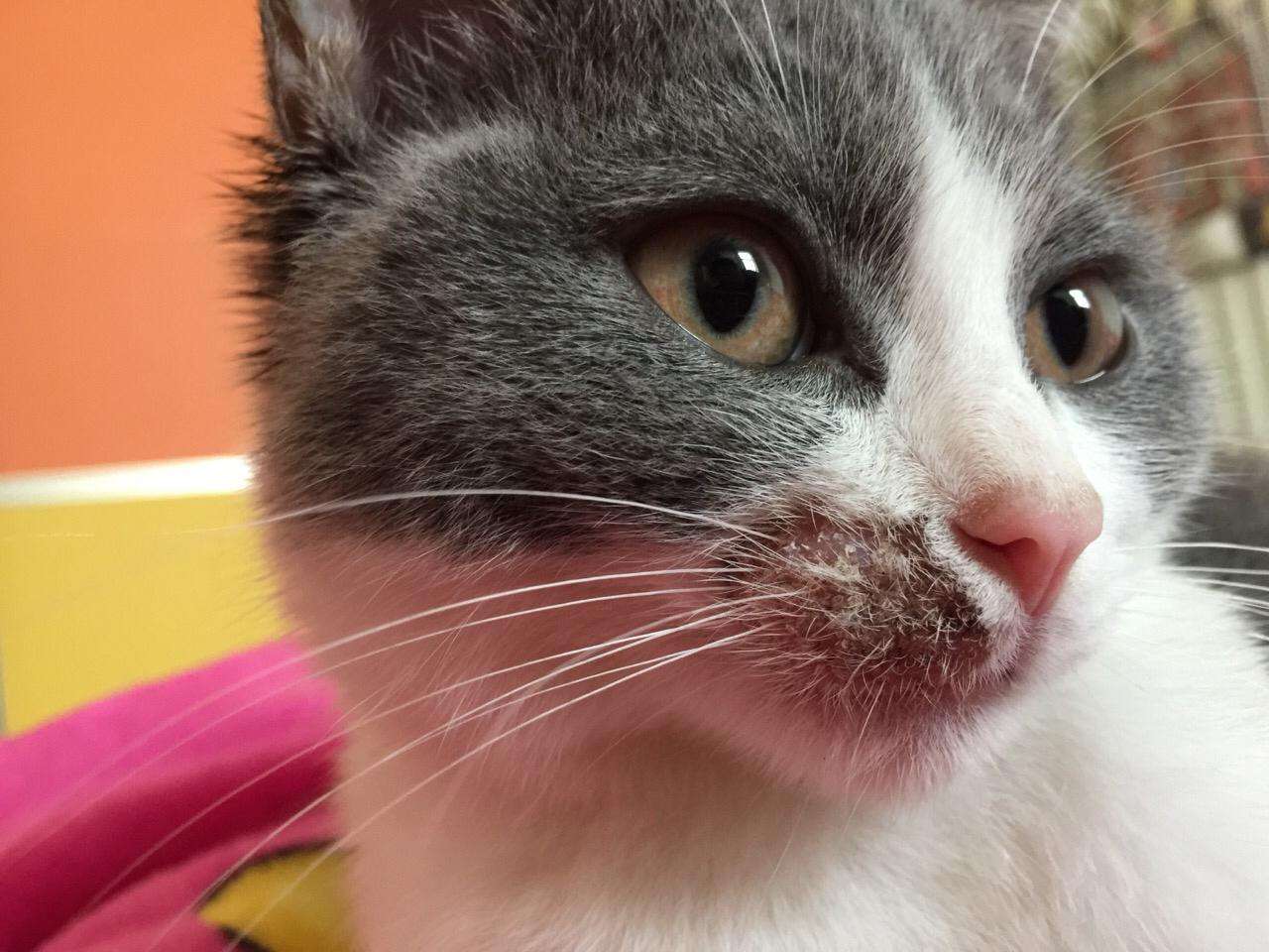 猫咪长猫癣注意事项,猫咪湿疹是缺维生素吗