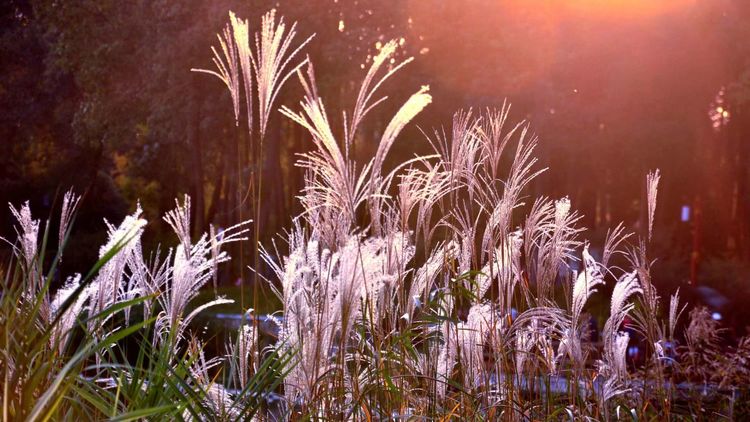 深秋的私语,美文美图经典欣赏