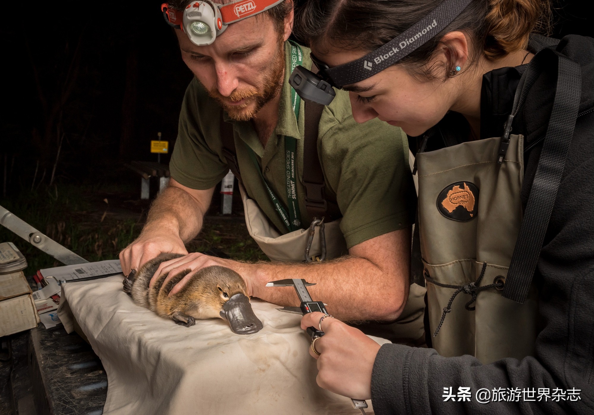 澳大利亚火灾烧伤的考拉,澳大利亚考拉烧伤