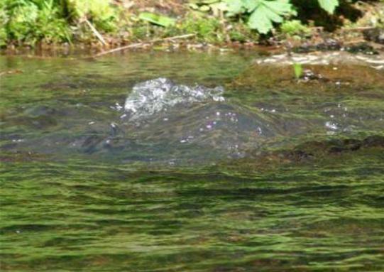 康师傅一元水为什么销量比较大,康师傅水为什么卖五块