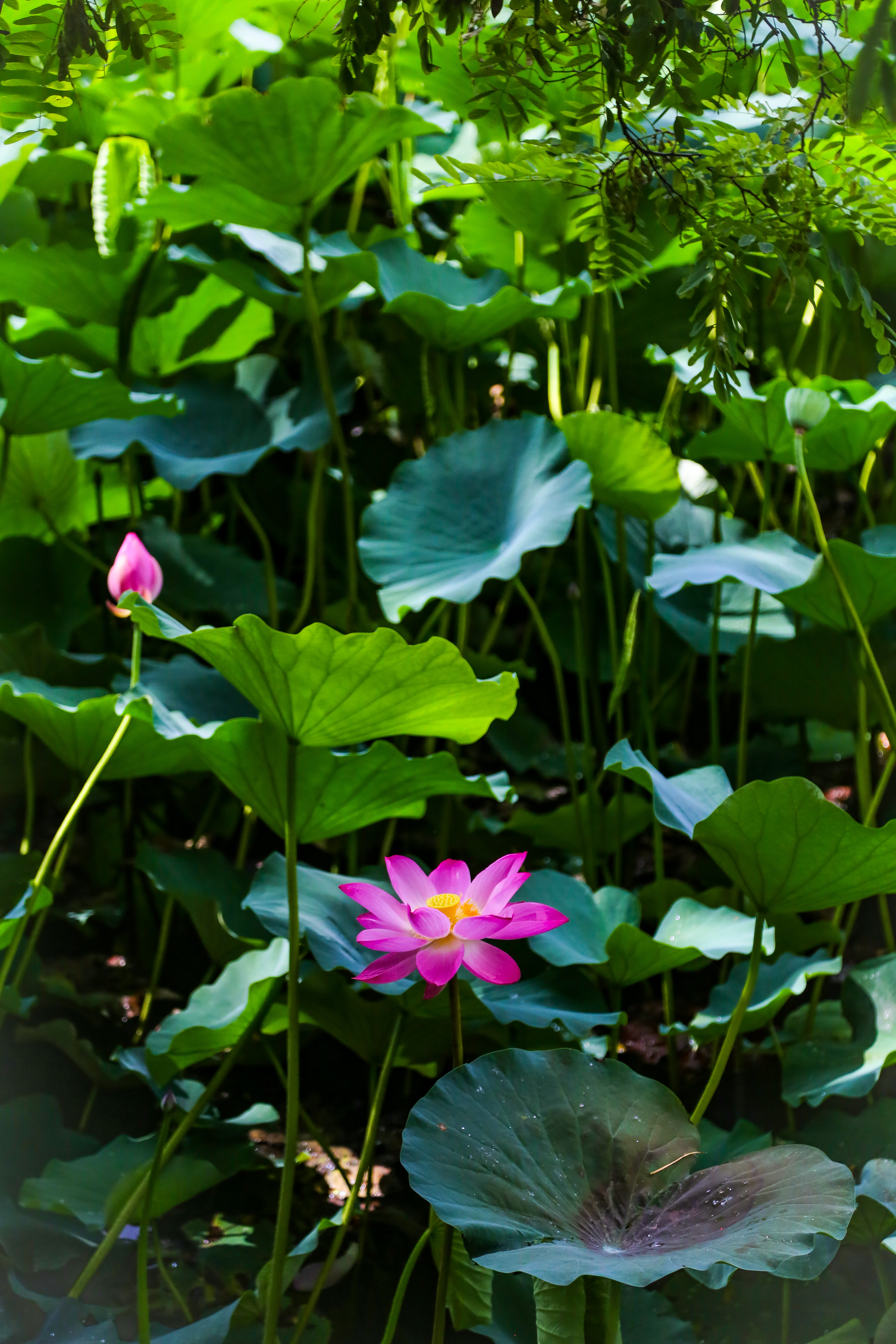 保定市古莲花池夜景,保定古莲花池美照