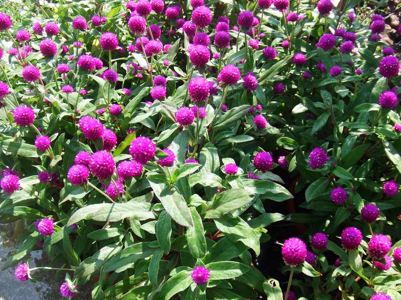 绿化带常见植物名称及图片,100种绿化带或路边常见的花草