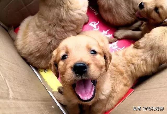 狗市金毛犬最新视频,狗市精品成年金毛犬