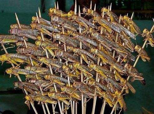 蝗虫的营养及药用价值,哪个品种蝗虫有药用价值