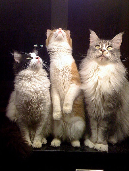 各种猫咪花纹品种,名贵品种猫咪大全