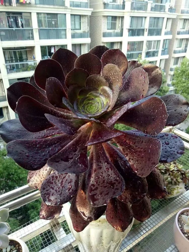 多肉砍头的怎么养,多肉怎么砍头才能爆发