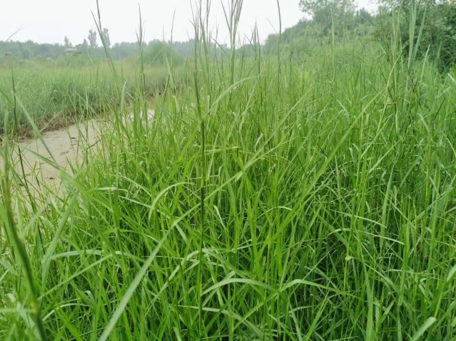 适合山东地区种植的珍稀树种,十种常见观赏草有哪些