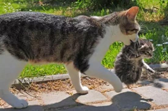 感受一下日本快递员的服务,日本快递员竟然不怕差评