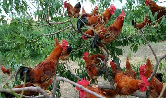 鸡支气管栓塞成功案例,鸡支气管堵塞的原因与防控思路