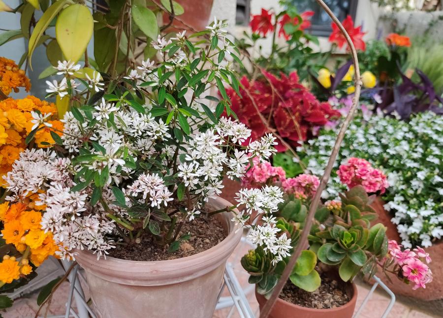 养花的正确方式我们怎么养,养花不必买肥料记住这4个方法