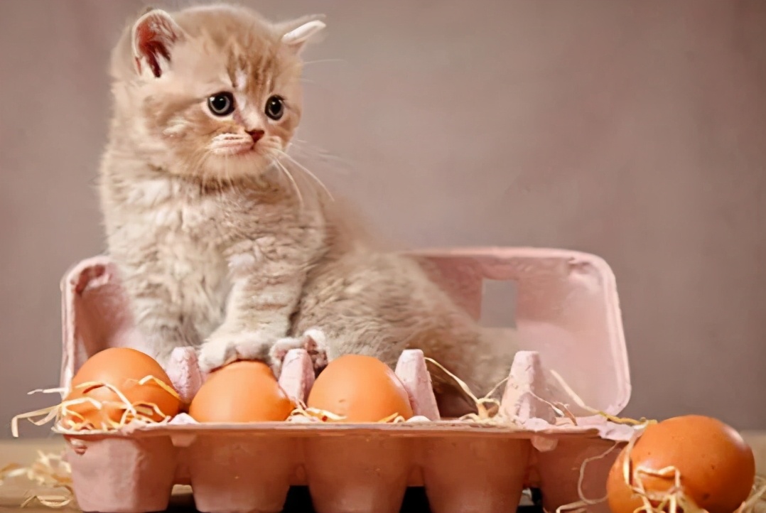 美短掉毛比一般的猫严重怎么办,英短猫掉毛严重怎么解决