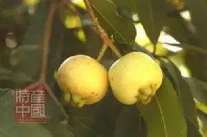 世界稀奇水果品种大全,世界热带奇特水果品种介绍