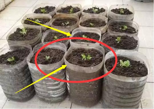 油桶种菜种植技术图解,空油桶种菜怎样种得多