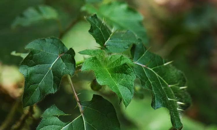 25种常见有毒的花草树木,警惕50种有毒植物