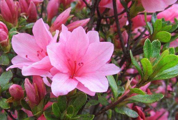 杜鹃花植物图片大全,最漂亮的杜鹃花品种有哪些