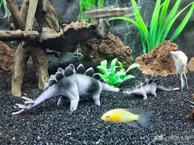 养鱼的鱼缸家里没有怎么办,养鱼没地方放鱼缸