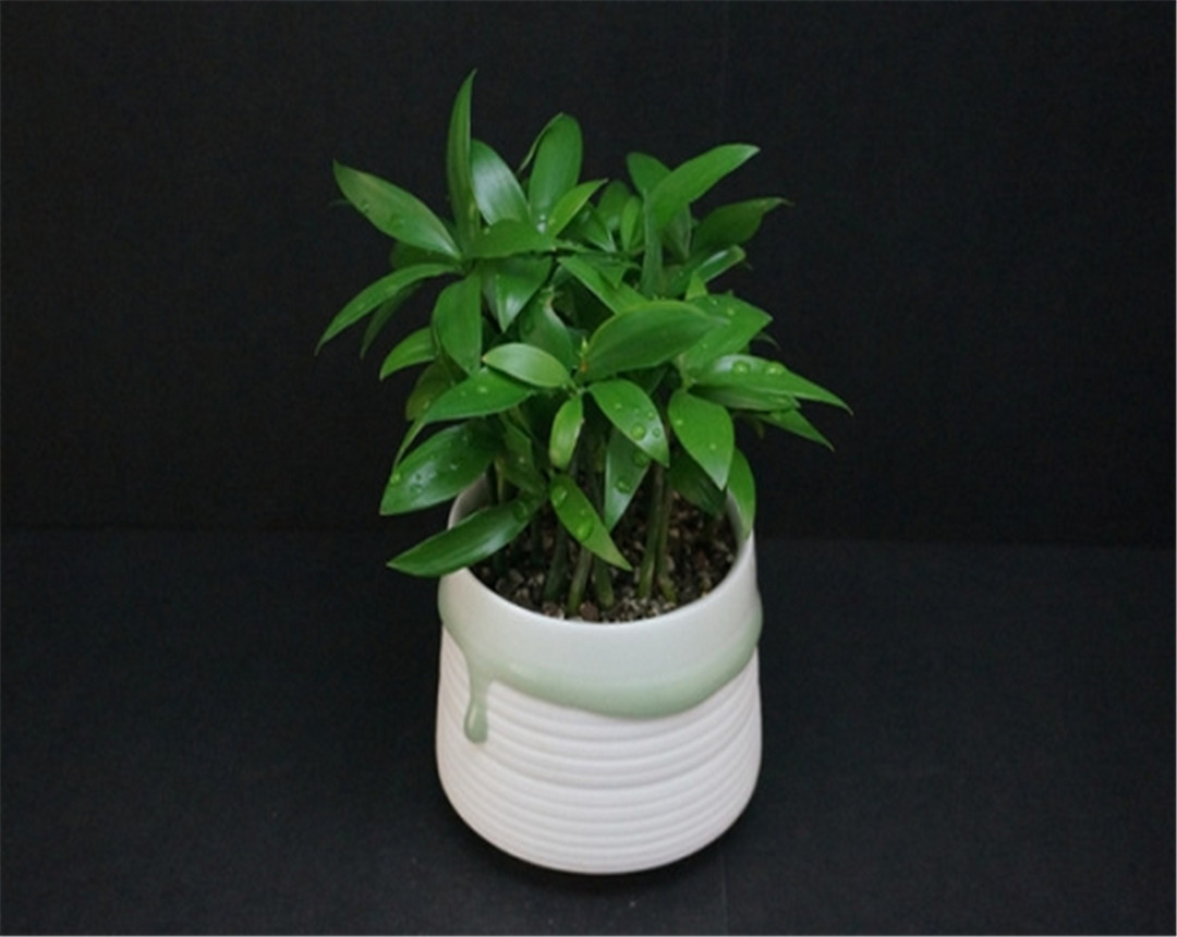 竹柏盆栽干枯,竹柏黄叶怎么补救最佳方法