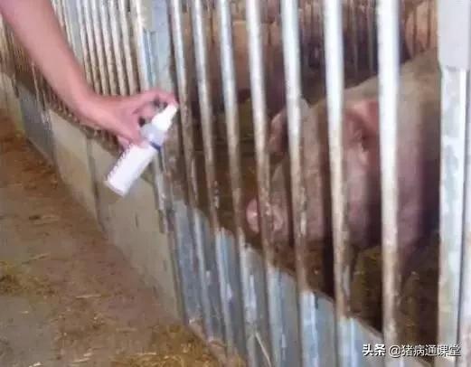 母猪深部输精和浅部输精的区别,怎么判断母猪是否输精