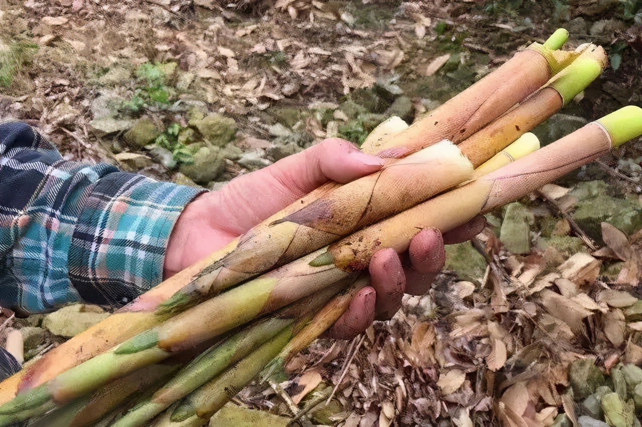 四月天山上春笋鲜,人间四月天春笋鲜