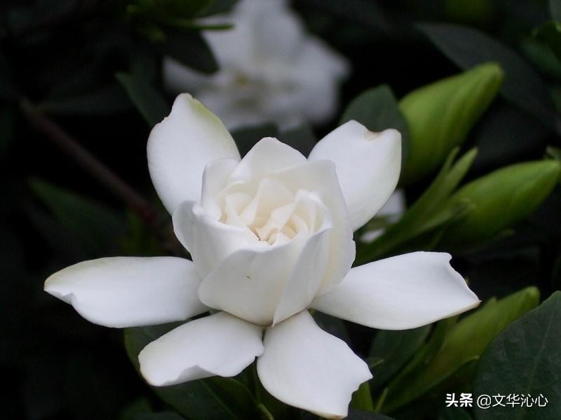 每日原创诗词一首,每日成诗