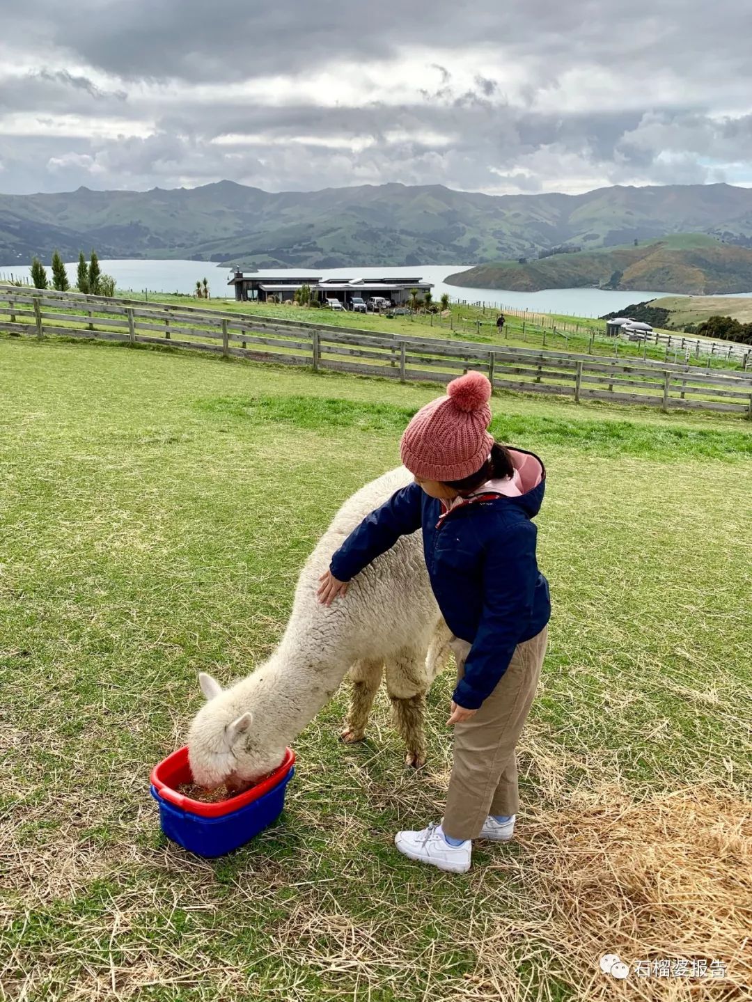 旅行7天,新西兰霍比特人村游记