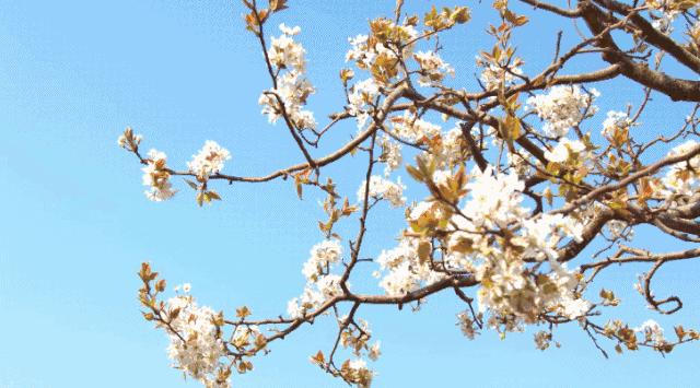 梨子界中的“扛把子”，越低调越红！咬一口就爆汁，一水的甜呀