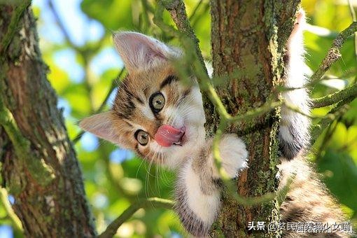 铲屎官发现俩猫咪,猫咪铲屎除臭最有效的方法