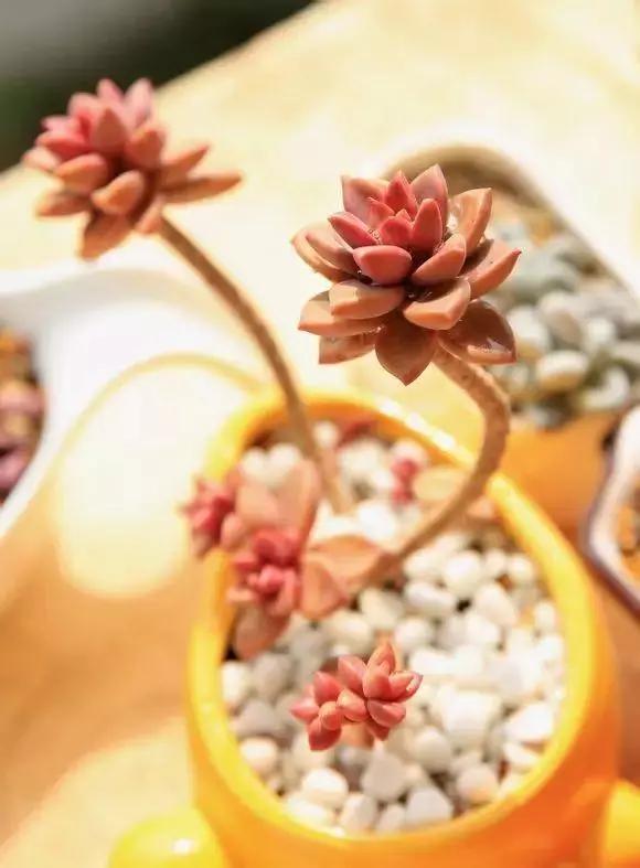 容易爆盆又好养的多肉你值得拥有,容易养好养活而且便宜的多肉