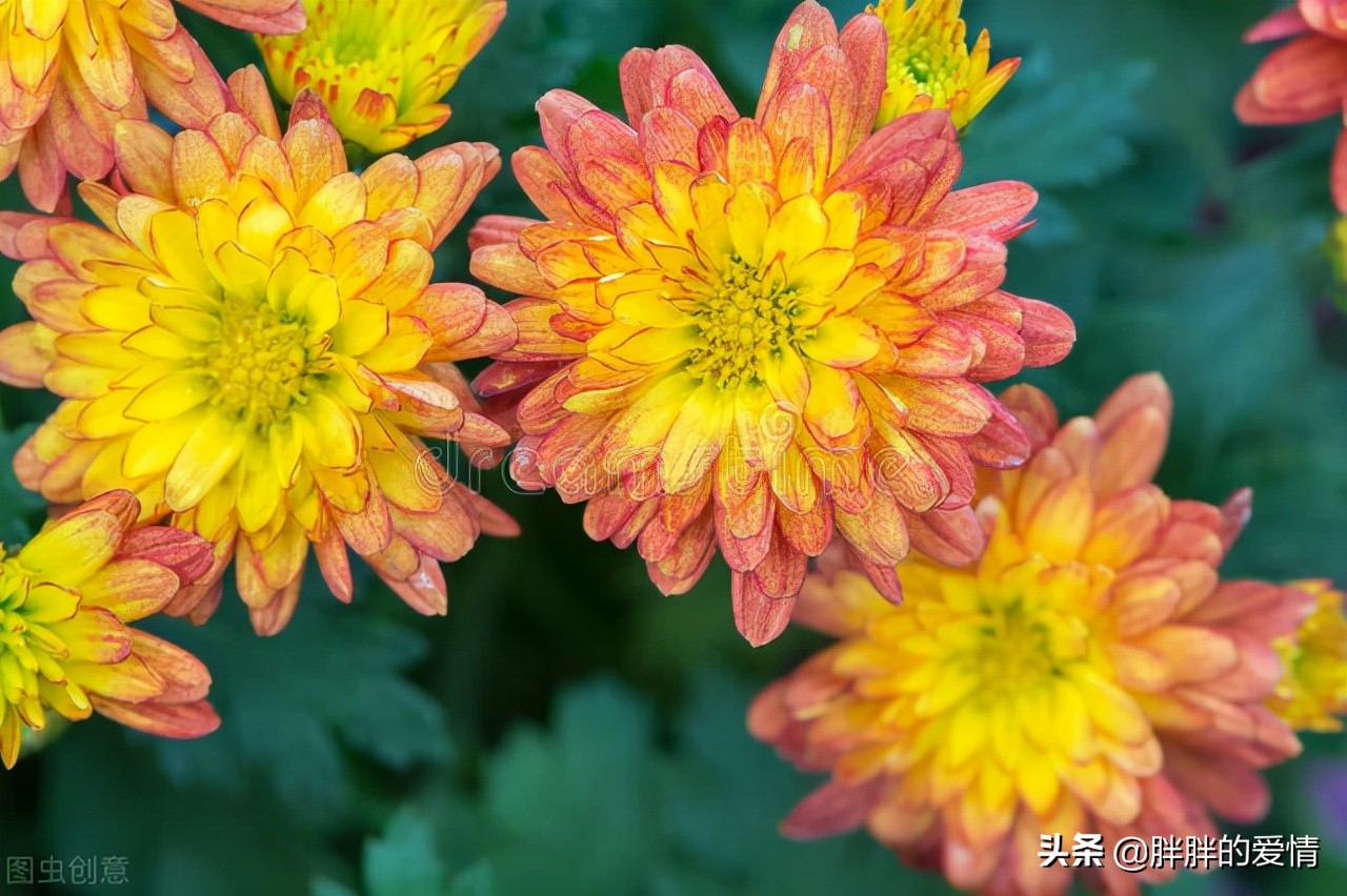 愿所有的后会有期都是别来无恙,愿所有后会有期都是别来无恙