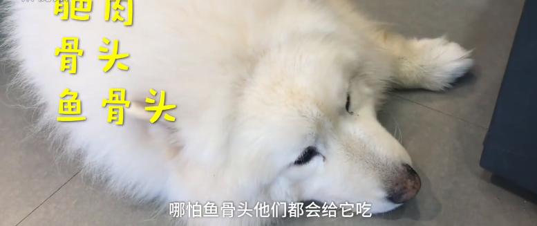 狗狗萨摩耶生病前照,得糖尿病的狗萨摩耶