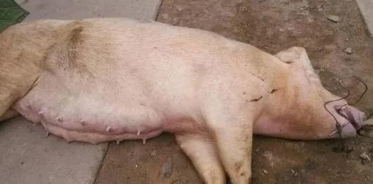 预防母猪霉菌毒素中毒,母猪霉菌中毒死胎症状