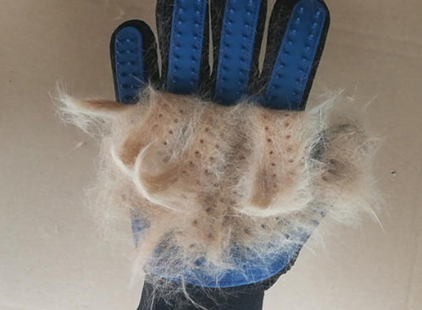 5个猫咪喂养技巧对猫咪有大益处,铲屎官教你科学养猫图片