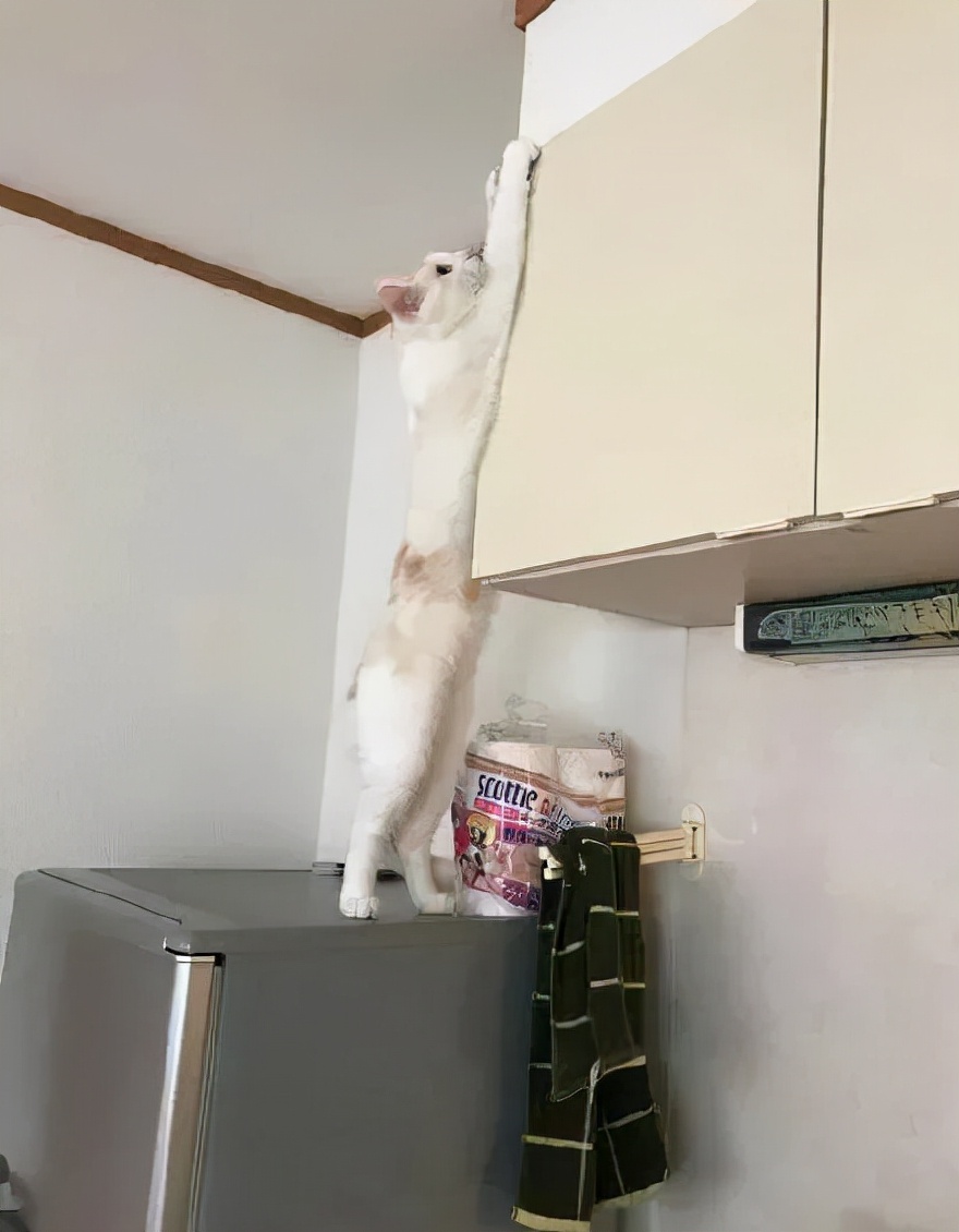 猫的终极凡尔赛：你的屏幕放不下我的腿